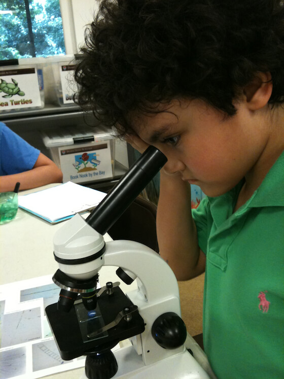 Plankton, Phytoplankton and Zooplankton at Deering Estate Eco Academy