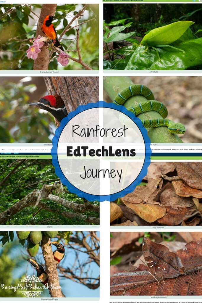 rainforest elementary lesson plans review